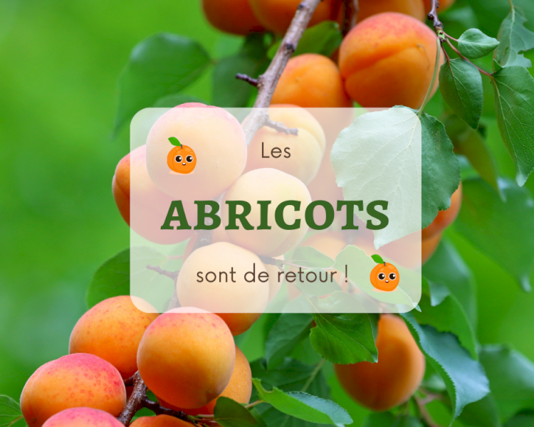 Le retour des abricots en 2025
